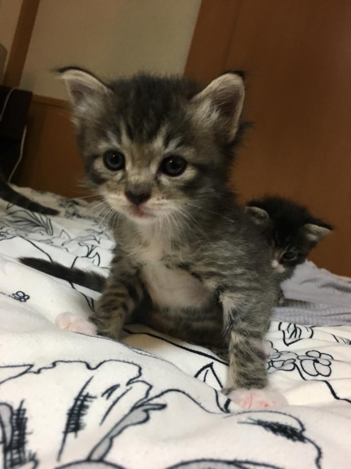 NowLoading...