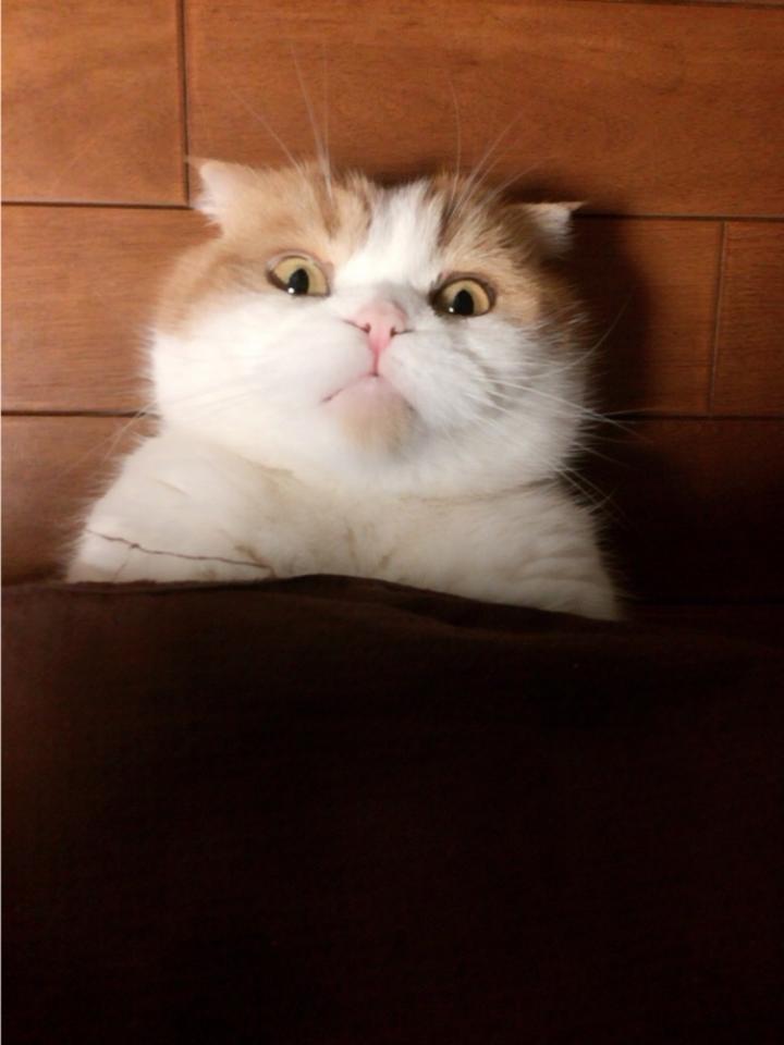 NowLoading...