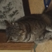 profile_image