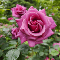 profile_image