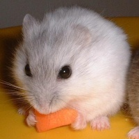 profile_image