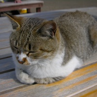 profile_image