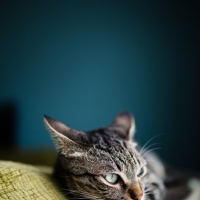 profile_image